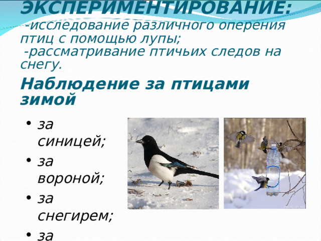 ЭКСПЕРИМЕНТИРОВАНИЕ:   - исследование различного оперения птиц с помощью лупы;   - рассматривание птичьих следов на снегу.    Наблюдение за птицами зимой за синицей; за вороной; за снегирем; за голубем. за сорокой .  
