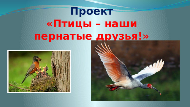 Проект  «Птицы – наши пернатые друзья!» 