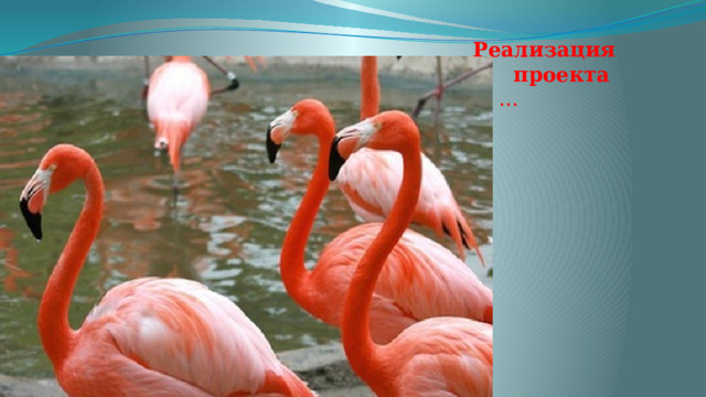    Реализация  проекта  … 