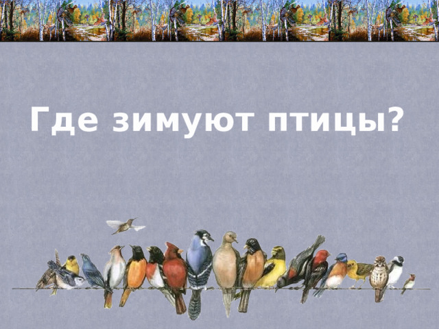 Где зимуют птицы? 
