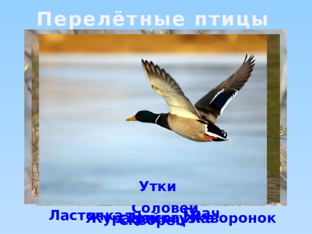 Перелётные птицы Утки Соловей Грач Ласточка Журавль Жаворонок Чайка Трясогузка Скворец 