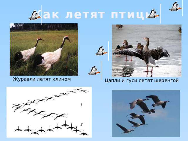 Как летят птицы Журавли летят клином Цапли и гуси летят шеренгой 