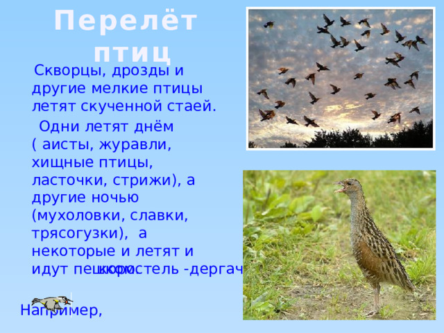 Перелёт птиц  Скворцы, дрозды и другие мелкие птицы летят скученной стаей.  Одни летят днём ( аисты, журавли, хищные птицы, ласточки, стрижи), а другие ночью (мухоловки, славки, трясогузки), а некоторые и летят и идут пешком.  Например, коростель -дергач 