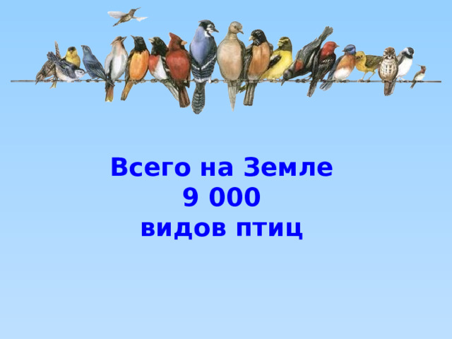 Всего на Земле 9 000 видов птиц 