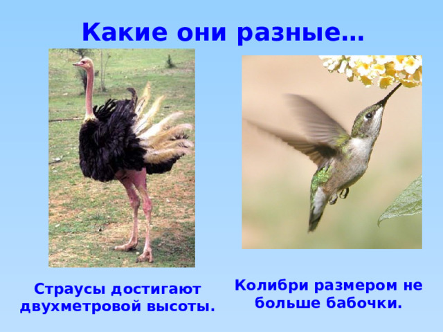 Какие они разные… Колибри размером не больше бабочки. Страусы достигают двухметровой высоты. 