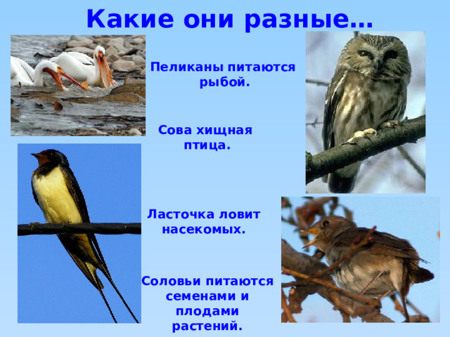 Какие они разные… Пеликаны питаются рыбой. Сова хищная птица. Ласточка ловит насекомых. Соловьи питаются семенами и плодами растений. 