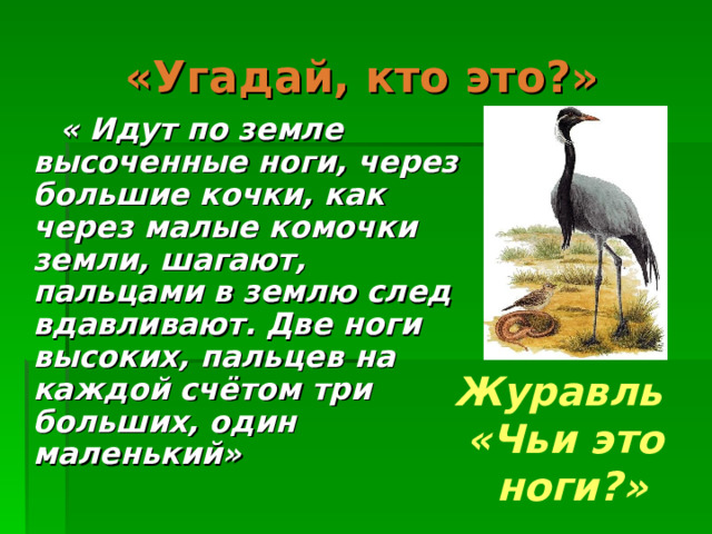 «Угадай, кто это?»  « Идут по земле высоченные ноги, через большие кочки, как через малые комочки земли, шагают, пальцами в землю след вдавливают. Две ноги высоких, пальцев на каждой счётом три больших, один маленький» Журавль «Чьи это  ноги?» 