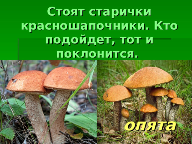 Стоят старички красношапочники. Кто подойдет, тот и поклонится.   опята 
