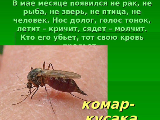 В мае месяце появился не рак, не рыба, не зверь, не птица, не человек. Нос долог, голос тонок, летит – кричит, сядет – молчит. Кто его убьет, тот свою кровь прольет.  комар-кусака 
