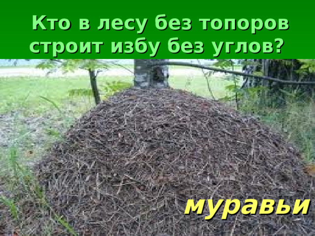 Кто в лесу без топоров строит избу без углов?  муравьи 