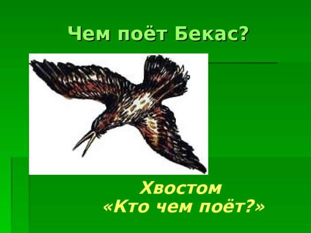 Чем поёт Бекас? Хвостом  «Кто чем поёт?» 