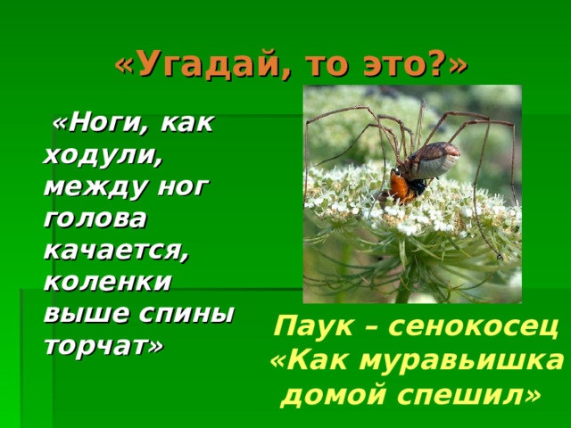 «Угадай, то это?»  «Ноги, как ходули, между ног голова качается, коленки выше спины торчат»  Паук – сенокосец  «Как муравьишка домой спешил» 