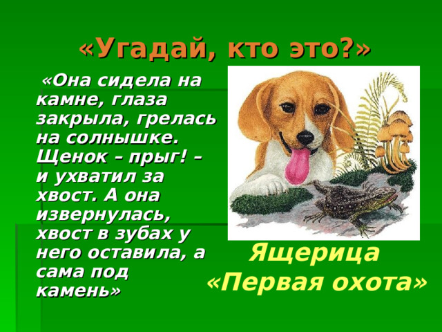 «Угадай, кто это?»  «Она сидела на камне, глаза закрыла, грелась на солнышке. Щенок – прыг! – и ухватил за хвост. А она извернулась, хвост в зубах у него оставила, а сама под камень» Ящерица  «Первая охота»  