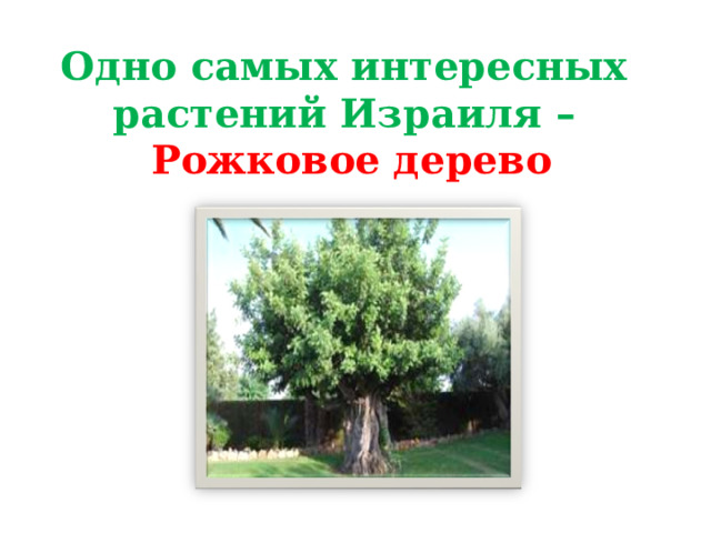 Одно самых интересных растений Израиля –   Рожковое дерево 