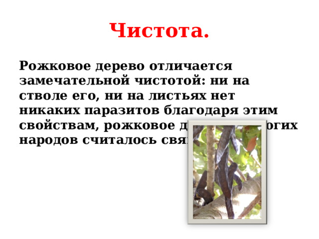 Чистота. Рожковое дерево отличается замечательной чистотой: ни на стволе его, ни на листьях нет никаких паразитов благодаря этим свойствам, рожковое дерево у многих народов считалось священным..   