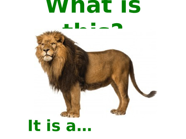 What is this? It is a… 