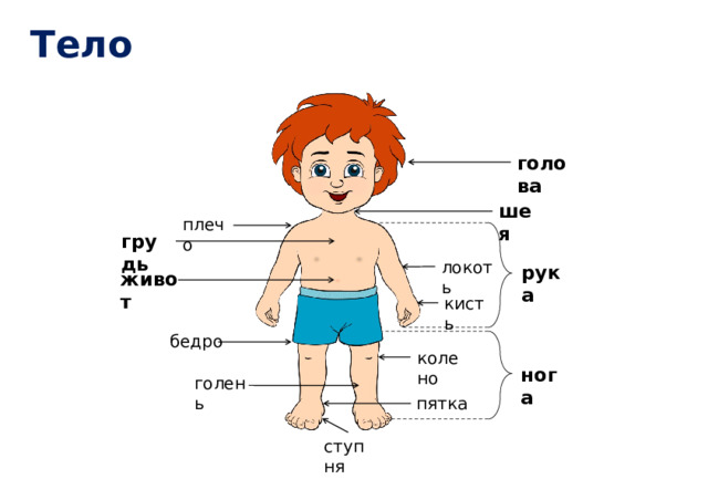 Как устроен человек