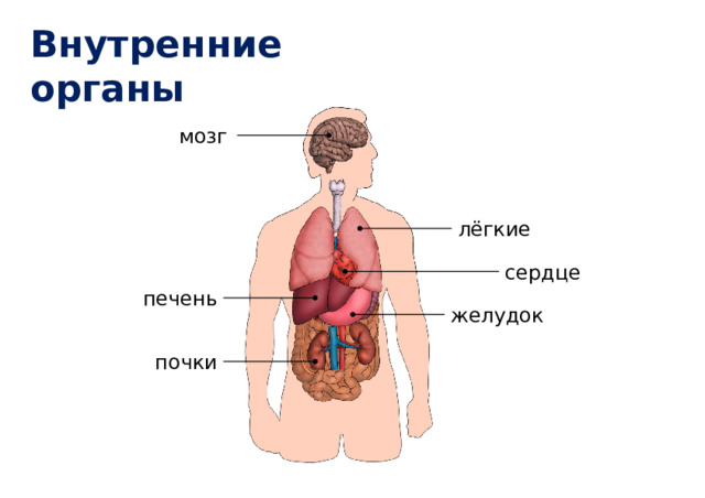 Покажи стрелками голень плечо и желудок человека