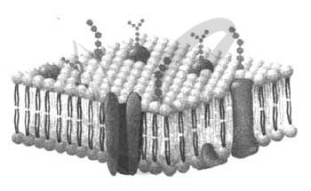Изображенная на рисунке структура клетки обладающая полупроницаемостью представляет собой