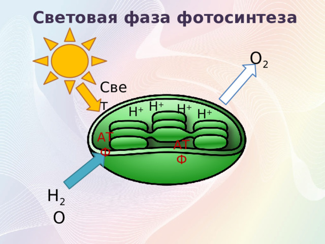 Световая фаза фотосинтеза О 2 Свет Н + Н + Н + Н + АТФ АТФ Н 2 О 