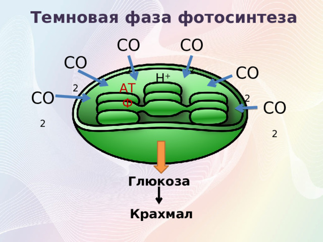 Темновая фаза фотосинтеза СО 2 СО 2 СО 2 СО 2 Н + АТФ СО 2 СО 2 Глюкоза Крахмал 