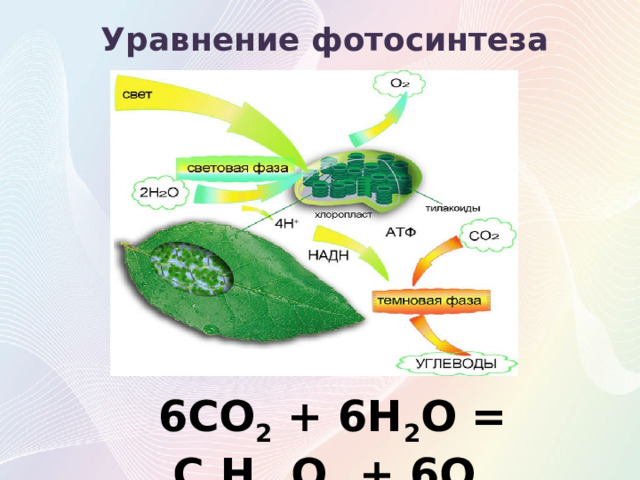 Уравнение фотосинтеза 6CO 2 + 6H 2 O = C 6 H 12 O 6 + 6О 2 