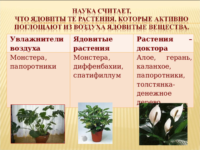 Увлажнители воздуха Ядовитые растения Монстера, папоротники Растения – доктора Монстера, диффенбахии, спатифиллум Алое, герань, каланхое, папоротники, толстянка-денежное дерево 