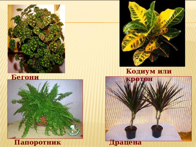 Кодиум или кротон Бегония Драцена Папоротник 