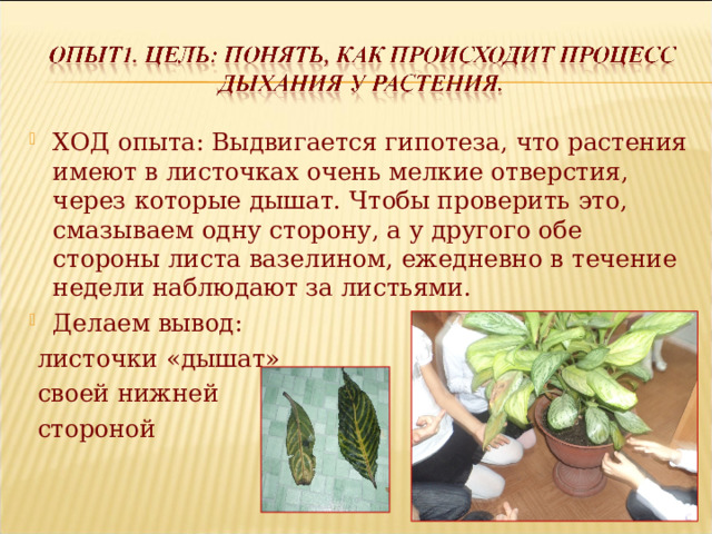 ХОД опыта: Выдвигается гипотеза, что растения имеют в листочках очень мелкие отверстия, через которые дышат. Чтобы проверить это, смазываем одну сторону, а у другого обе стороны листа вазелином, ежедневно в течение недели наблюдают за листьями. Делаем вывод:  листочки «дышат»  своей нижней  стороной 