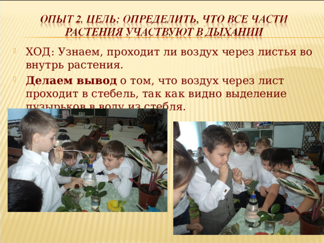 ХОД: Узнаем, проходит ли воздух через листья во внутрь растения. Делаем вывод о том, что воздух через лист проходит в стебель, так как видно выделение пузырьков в воду из стебля.  