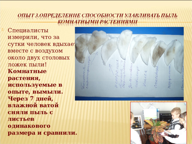 Специалисты измерили, что за сутки человек вдыхает вместе с воздухом около двух столовых ложек пыли! Комнатные растения, используемые в опыте, вымыли. Через 7 дней, влажной ватой сняли пыль с листьев одинакового размера и сравнили. 