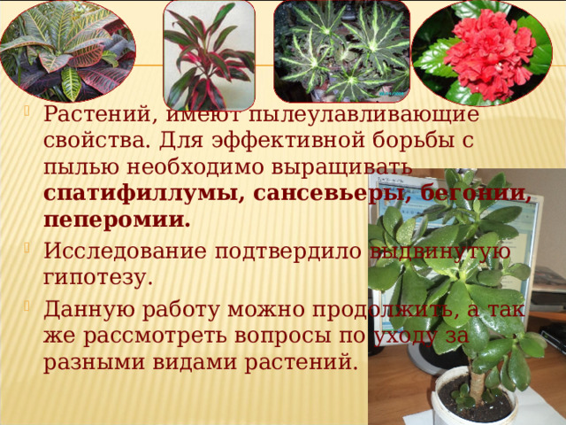 Растений, имеют пылеулавливающие свойства. Для эффективной борьбы с пылью необходимо выращивать c патифиллумы, сансевьеры, бегонии, пеперомии. Исследование подтвердило выдвинутую гипотезу. Данную работу можно продолжить, а так же рассмотреть вопросы по уходу за разными видами растений.  