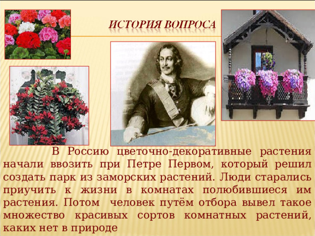  В Россию цветочно-декоративные растения начали ввозить при Петре Первом, который решил создать парк из заморских растений. Люди старались приучить к жизни в комнатах полюбившиеся им растения. Потом человек путём отбора вывел такое множество красивых сортов комнатных растений, каких нет в природе 