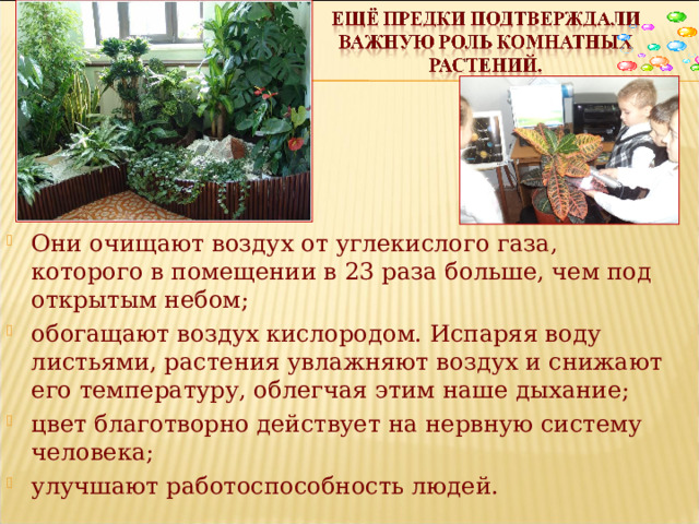 Они очищают воздух от углекислого газа, которого в помещении в 23 раза больше, чем под открытым небом; обогащают воздух кислородом. Испаряя воду листьями, растения увлажняют воздух и снижают его температуру, облегчая этим наше дыхание; цвет благотворно действует на нервную систему человека; улучшают работоспособность людей. 
