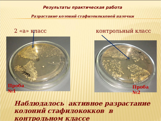 Результаты практическая работа  Разрастание колоний стафилококковой палочки 2 «а» класс контрольный класс Проба №1 Проба №2 Наблюдалось активное разрастание колоний стафилококков в контрольном классе 