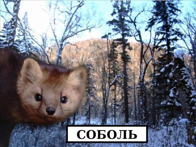 СОБОЛЬ 