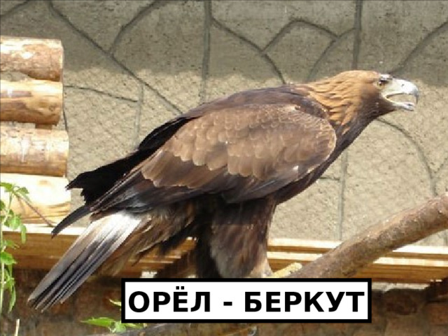 ОРЁЛ - БЕРКУТ 