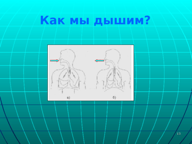 Как мы дышим?  