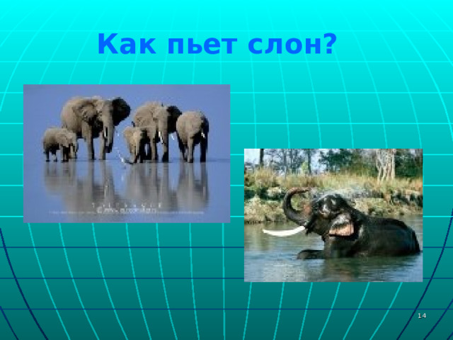 Как пьет слон? 13 