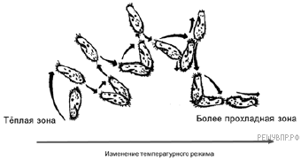 На рисунке изображена лягушка в разные периоды жизни приведите пример процесса иллюстрирующего