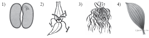 На каком рисунке изображен признак характерный для класса двудольные растения 1