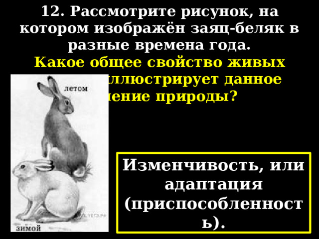 12. Рассмотрите рисунок, на котором изображён заяц-беляк в разные времена года. Какое общее свойство живых систем иллюстрирует данное явление природы? Изменчивость, или адаптация (приспособленность). 