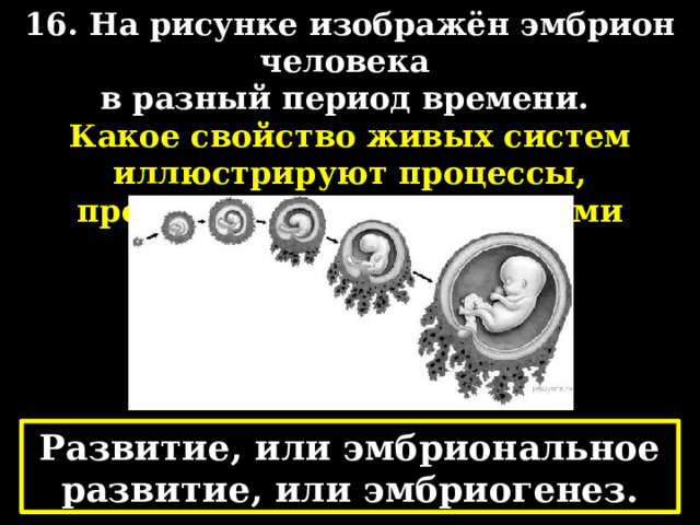 16. На рисунке изображён эмбрион человека в разный период времени. Какое свойство живых систем иллюстрируют процессы, происходящие с зародышами животных? Развитие, или эмбриональное развитие, или эмбриогенез. 