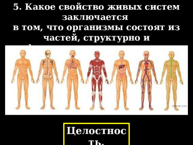 5. Какое свойство живых систем заключается в том, что организмы состоят из частей, структурно и функционально связанных в единое целое? Целостность. 