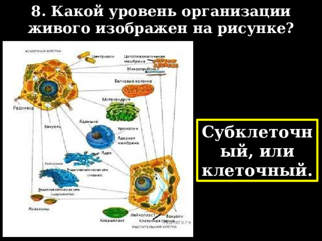 8. Какой уровень организации живого изображен на рисунке? Субклеточный, или клеточный. 