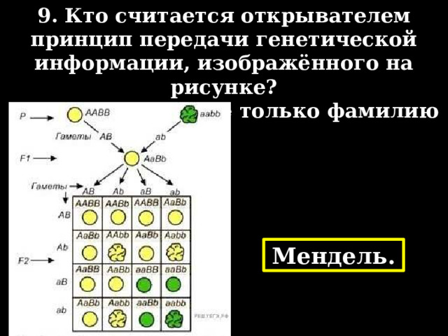 9. Кто считается открывателем принцип передачи генетической информации, изображённого на рисунке? В ответе запишите только фамилию Мендель. 