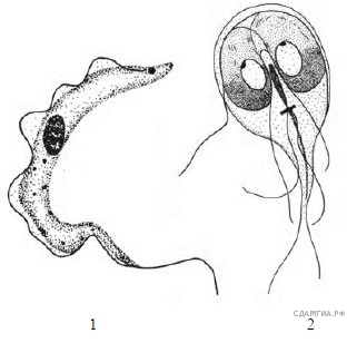 Рассмотрите рисунки 1 2 с изображением паразитических простейших