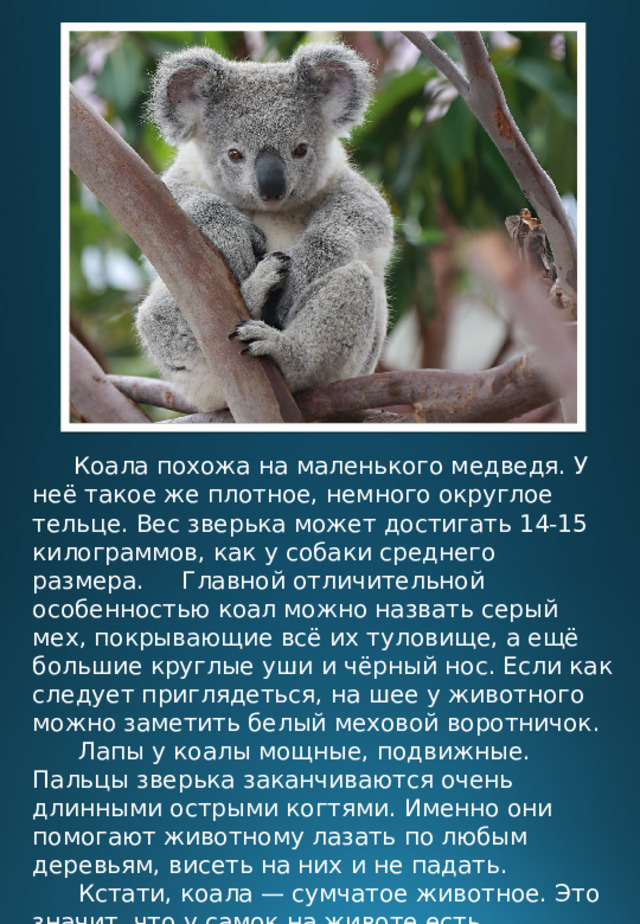 Сообщение про коалу