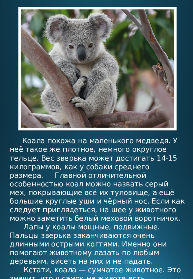 Коала животное описание