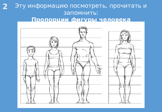 2 Эту информацию посмотреть, прочитать и запомнить: Пропорции фигуры человека 